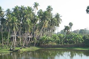 Vegetation of Odisha