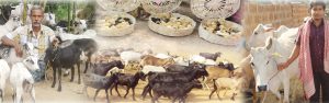 Animal Husbandry in Odisha