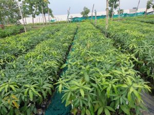 Horticulture in Odisha
